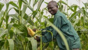 FG’s Agricultural Curriculum to Boost Food Security and Youth Interest in Agritech 1 images 11 2025 10 06T014806.615